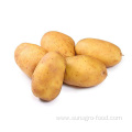 Sale Of Fresh Potatoes